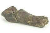 Fossil Dinosaur Vertebra Transverse Process - Montana #265986-1